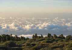 绿色草地松树视图白色毛茸茸的云封面海山前金小时日落光棕榈金丝雀岛西班牙