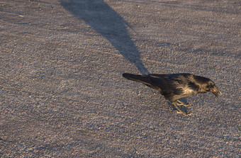 关闭大乌鸦乌鸦座科拉克斯常见的美丽的野生黑色的鸟栖息沥青路乞讨食物最高峰棕榈罗格这些伙计们金小时光