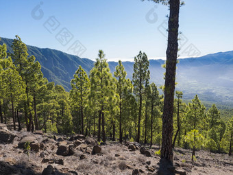 <strong>火山</strong>景观郁郁葱葱的松树森林松果体canariensis视图宫坎布雷西塔的观点国家公园<strong>火山口</strong>taburiente<strong>火山火山口</strong>棕榈金丝雀岛屿西班牙