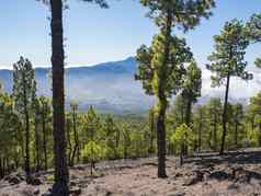 火山景观郁郁葱葱的绿色松树森林徒步旅行小道皮科bejenado山国家公园火山口taburiente火山火山口棕榈金丝雀岛屿西班牙