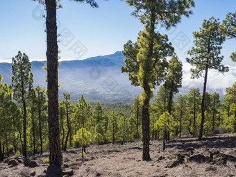 <strong>火山</strong>景观郁郁葱葱的绿色松树森林徒步旅行小道皮科bejenado山国家公园<strong>火山口</strong>taburiente<strong>火山火山口</strong>棕榈金丝雀岛屿西班牙