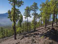 火山景观郁郁葱葱的绿色松树森林徒步旅行小道皮科bejenado山国家公园火山口taburiente火山火山口棕榈金丝雀岛屿西班牙