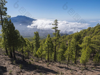 <strong>火山</strong>景观郁郁葱葱的绿色松树森林徒步旅行小道皮科bejenado山国家公园<strong>火山口</strong>taburiente<strong>火山火山口</strong>棕榈金丝雀岛屿西班牙