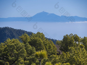 视图皮科的泰德<strong>火山</strong>郁郁葱葱的绿色松树森林徒步旅行小道皮科bejenado山国家公园<strong>火山口</strong>taburiente<strong>火山火山口</strong>棕榈金丝雀岛屿西班牙