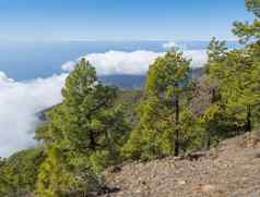 火山景观郁郁葱葱的绿色松树森林徒步旅行小道皮科bejenado山国家公园火山口taburiente火山火山口棕榈金丝雀岛屿西班牙