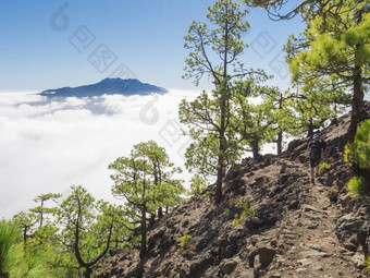 <strong>火山</strong>景观郁郁葱葱的绿色松树森林徒步旅行小道皮科bejenado山国家公园<strong>火山口</strong>taburiente<strong>火山火山口</strong>棕榈金丝雀岛屿西班牙