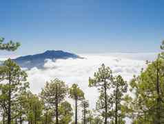 火山景观郁郁葱葱的绿色松树森林徒步旅行小道皮科bejenado山国家公园火山口taburiente火山火山口棕榈金丝雀岛屿西班牙