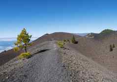 美丽的火山景观郁郁葱葱的绿色松树色彩斑斓的火山路径路线这些volcanes美丽的徒步旅行小道棕榈岛金丝雀岛屿西班牙蓝色的天空背景