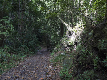 咳嗽加尔加自然公园路径美丽的神秘的月<strong>桂</strong>树森林劳里席尔瓦北部部分棕榈<strong>金</strong>丝雀岛屿西班牙