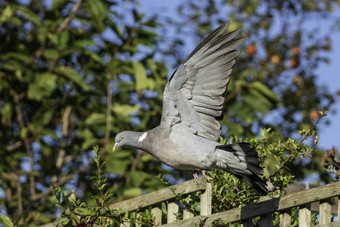 常见的木鸽子鸽属帕伦布斯