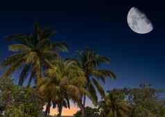 棕榈树晚上天空