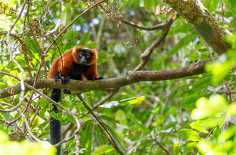 红色的有环状羽毛的狐猴红毛rubra马达加斯加野生动物