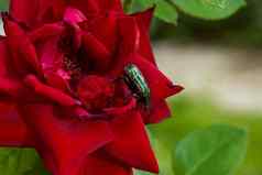 红色的玫瑰巴德夏天绿色错误特写镜头宏效果照片