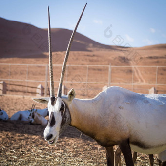 大羚羊壮观的角宝石羚羊大羚羊gazella培育<strong>圈养</strong>阿曼沙漠