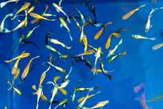 彩色的热带鱼装饰池塘橙色装饰鱼蓝色的背景群观赏鱼