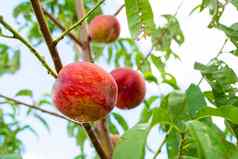 特写镜头分支树桃子成熟的红色的多汁的水果绿色花园夏天维生素