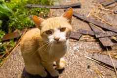 红色的猫院子里房子村红色的猫走夏天在户外