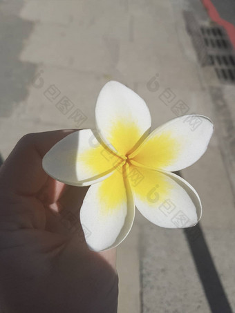 黄色的白色plumeria花女人的手plumeria<strong>鸡蛋花</strong>