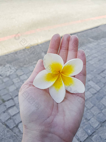 黄色的白色plumeria花女人的手plumeria<strong>鸡蛋花</strong>