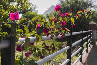 栅栏美丽的攀爬植物粉红色的红色的狮子杂草丛生的非洲