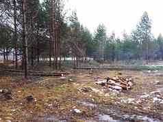 的地方森林减少树桩日志切割切割树