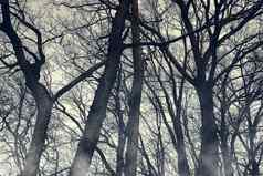 恐怖多雾的树轮廓壁纸万圣节神秘木