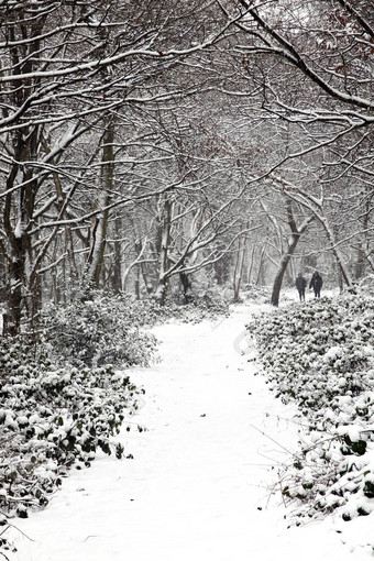 雪景观旺兹沃思常见的森林伦敦英格兰whi