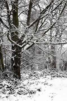 雪景观冬天季节林地森林树德森贝