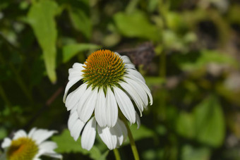 白色松果菊阿尔芭