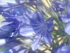 美妙的蓝色的盛开的爱情花花