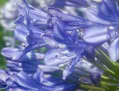 美妙的蓝色的盛开的爱情花花