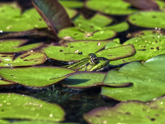 小绿色水青蛙隐藏莲花花树叶