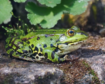 小绿色水青蛙坐着石头