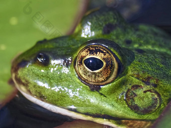 宏黄色的眼睛小绿色水青蛙
