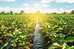 灌溉水运河通过茄子种植园有爱心的植物日益增长的食物农业农业综合企业保护水资源减少污染浇水