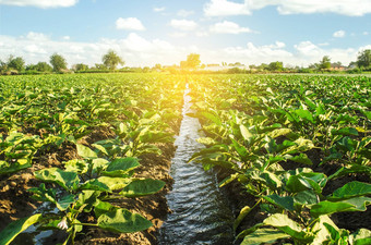 灌溉水运河通过茄子种植园有爱心的植物日益增长的食物农业农业综合企业<strong>保护水资源</strong>减少污染浇水