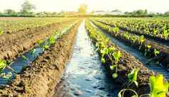 水流灌溉运河农场茄子种植园有爱心的植物日益增长的食物农业农业综合企业保护水资源减少污染