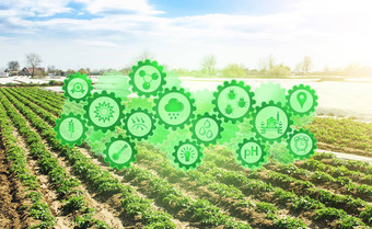 概念技术创新齿轮背景场种植园年轻的土豆灌木agroindustry农业综合企业农业日益增长的食物蔬菜收获