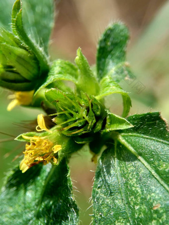 宏照片节点杂草西内德瑞拉绿花辛德瑞拉杂草自然背景