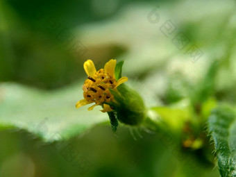 宏照片节点杂草西内德瑞拉绿花辛德瑞拉杂草自然背景