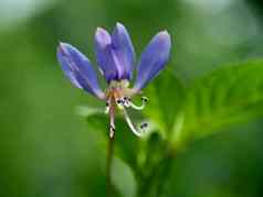 宏拍摄醉蝶花属芸香属流苏蜘蛛花紫色的醉蝶花属妈妈紫色的妈妈拉南自然背景