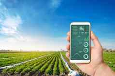 手持有智能手机infographics背景土豆种植园场应用程序创新信息技术分析数据作物状态植物