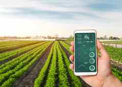 手持有智能手机infographics背景胡萝卜种植园有机蔬菜农业农业创新技术数据分析植物状态