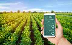 手持有智能手机infographics背景土豆种植园创新技术数据分析作物状态植物potatos成长场农业