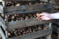 手农民拉土豆木盒子农工的复杂的农业食物股票保存出售收获传统的农业日益增长的品种土豆
