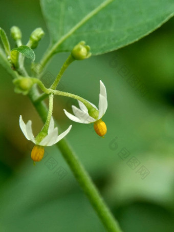 茄属<strong>植物</strong>nigrum黑色的晚上阴影<strong>染</strong>色伦卡黑莓茄属<strong>植物</strong>欧洲黑色的晚上阴影自然背景<strong>植物</strong>历史药用使用约会回来古老的希腊