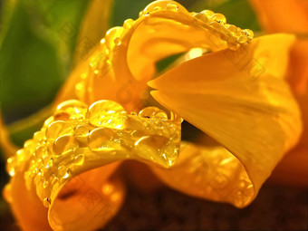 宏黄色的太阳花雨滴