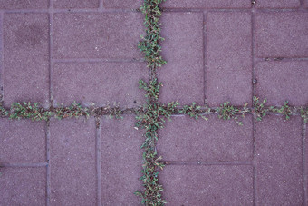 绿色草突出的狭缝户外瓷砖