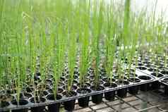 葱发芽幼苗植物日益增长的托儿所温室