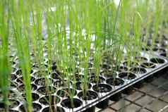 葱发芽幼苗植物日益增长的托儿所温室
